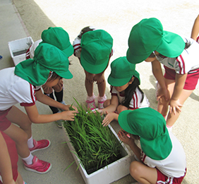 幼稚園内の菜園