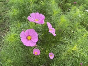 年長組　緑地公園遠足