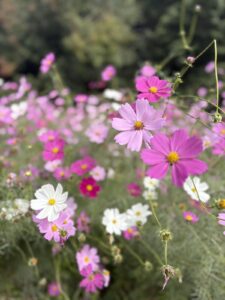 年中組　万博記念公園遠足