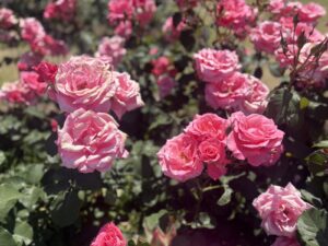 年中組♡服部緑地園外保育🌹