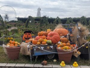 秋の遠足（年長組）万博記念公園🍂